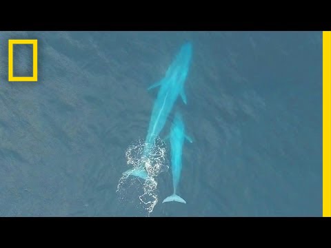 5 животных, размножение которых никто не видел вживую - Hi-News.ru