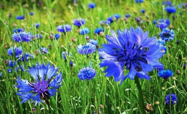 Почему растения зеленые? Ответ сложнее, чем вы думаете - Hi-News.ru