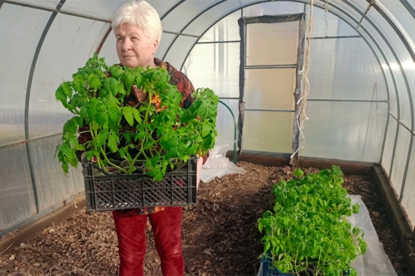 Осиновый кол и картошка с солью – назван топ-5 странных примет для дачников