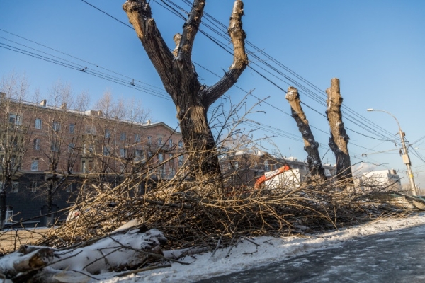 Массовую стрижку тополей начали в Новосибирске