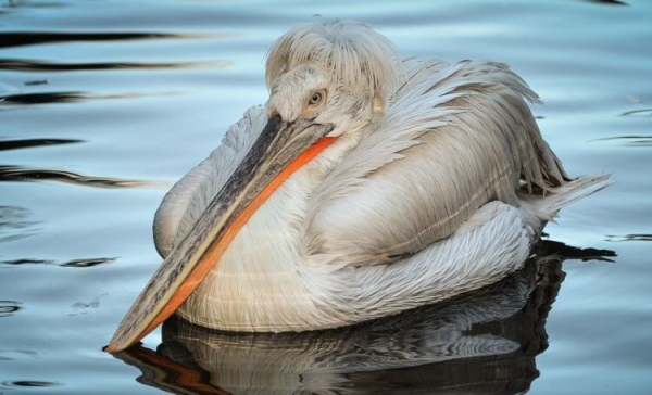 Самая большая птица в России: если вы ее увидите, будете шокированы - Hi-News.ru