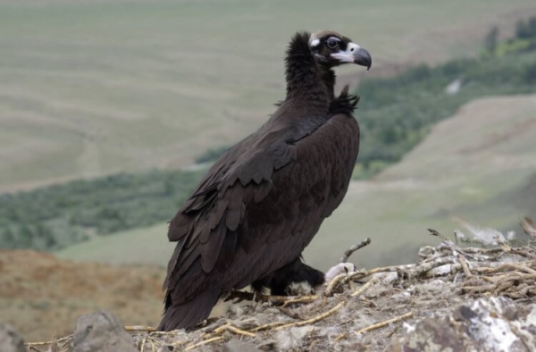 Самая большая птица в России: если вы ее увидите, будете шокированы - Hi-News.ru