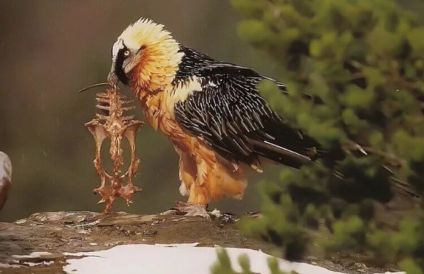 Самые брутальные птицы в мире: они красят перья в цвет крови и питаются костями - Hi-News.ru