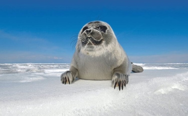 5 удивительных животных, которые живут только в России - Hi-News.ru