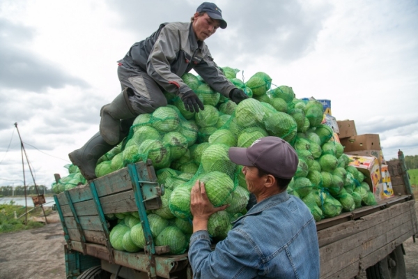 Когда рубить и квасить капусту осенью-2023, рассказали эксперты