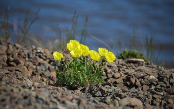 На Луне можно выращивать растения — низкая гравитация идет им на пользу - Hi-News.ru