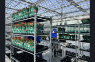 Массовую стрижку тополей начали в Новосибирске