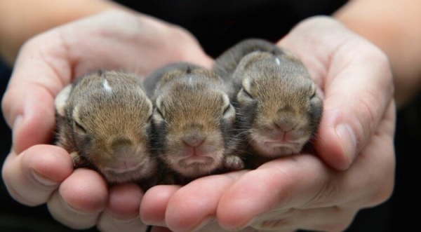 Какое животное за раз рождает до 300 миллионов детенышей? - Hi-News.ru