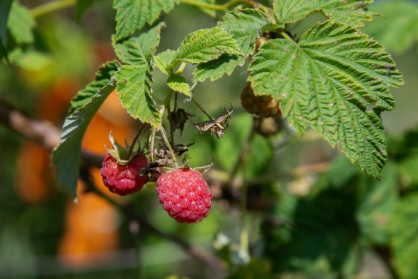 Сроки сбора малины и смородины назвали в ягодных хозяйствах Новосибирска
