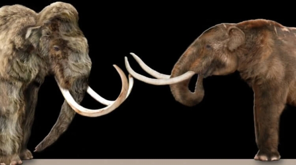 Кто такие мастодонты и чем они отличаются от мамонтов - Hi-News.ru