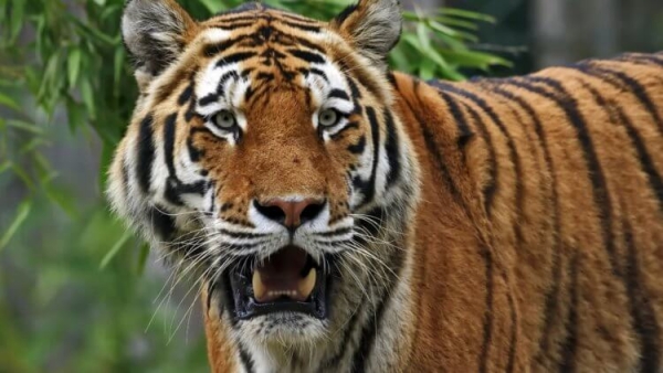 5 удивительных животных, которые живут только в России - Hi-News.ru