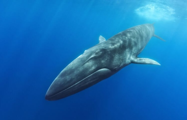 Япония открыла охоту на финвалов — вторых из крупнейших животных на Земле - Hi-News.ru