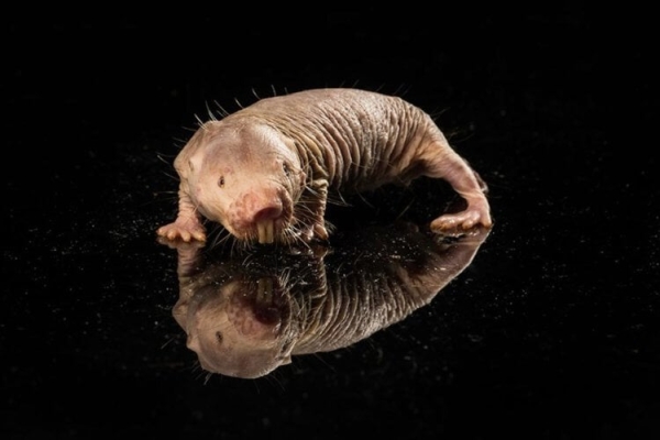 Какое животное на Земле не стареет и почему? - Hi-News.ru