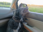 Серия циклонов принесет первые осенние морозы в Новосибирскую область