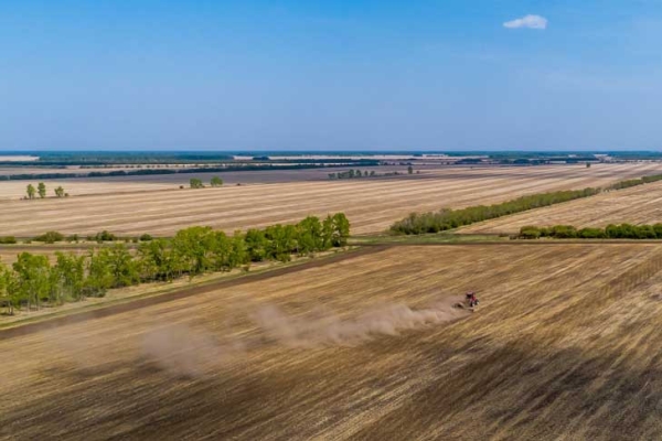 Поля картошки и подсолнечника пострадали от заморозков под Новосибирском