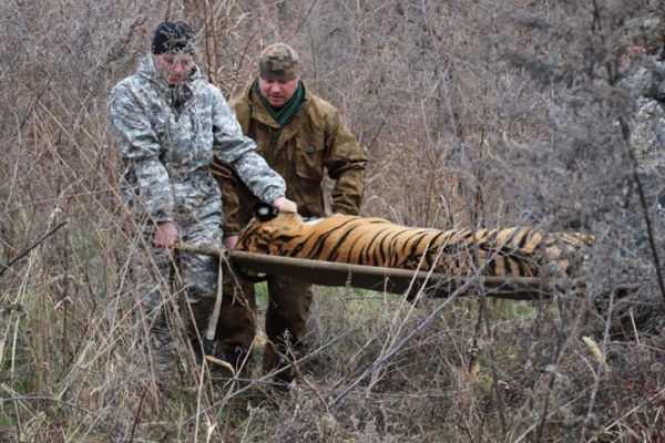 Опасную тигрицу из Хабаровского края переселили в Новосибирский зоопарк
