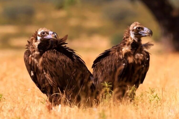 Самая большая птица в России: если вы ее увидите, будете шокированы - Hi-News.ru