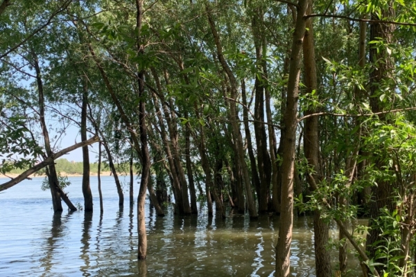 Затапливаемые луга с орхидеями нашли ботаники на берегу Оби в Новосибирске