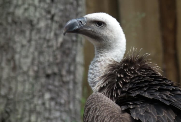 На какой максимальной высоте могут летать птицы - Hi-News.ru