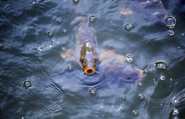 В какую погоду и время лучше ловить рыбу - Hi-News.ru