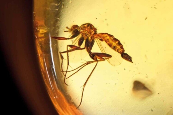 Янтарь за миллион евро использовали как подпорку для дверей - Hi-News.ru