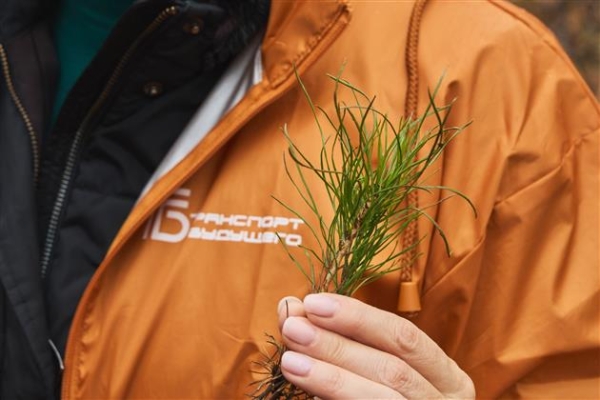 Сотрудники компании "Транспорт будущего" высадили 4 000 саженцев сосны