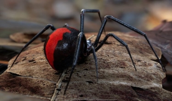 5 самых жутких пауков Австралии: вы будете в шоке от фотографий - Hi-News.ru