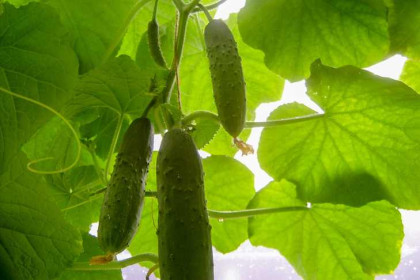 Глафира Горошница и Левон Огуречник – сроки высадки рассады в грунт напомнили новосибирцам