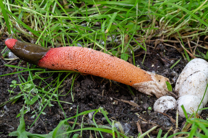 Поляну редких неприличных грибов обнаружила в лесу жительница Новосибирска