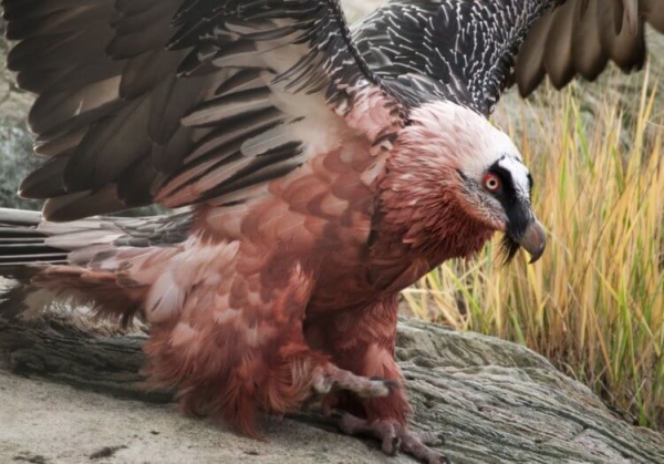 Самые брутальные птицы в мире: они красят перья в цвет крови и питаются костями - Hi-News.ru