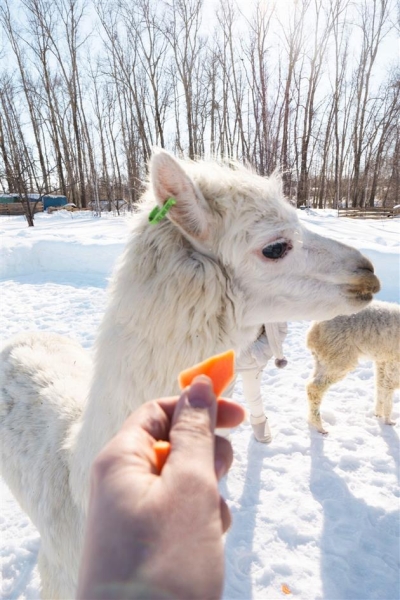 Волшебное время: чем заняться в Новый год в Самарской области?