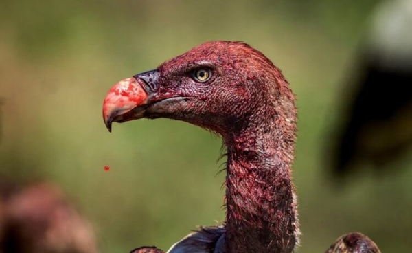 Самые брутальные птицы в мире: они красят перья в цвет крови и питаются костями - Hi-News.ru
