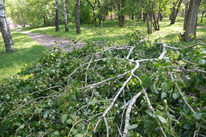 Массовую стрижку тополей начали в Новосибирске