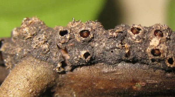 7 хитрых животных, которые охотятся с помощью гениальных ловушек - Hi-News.ru