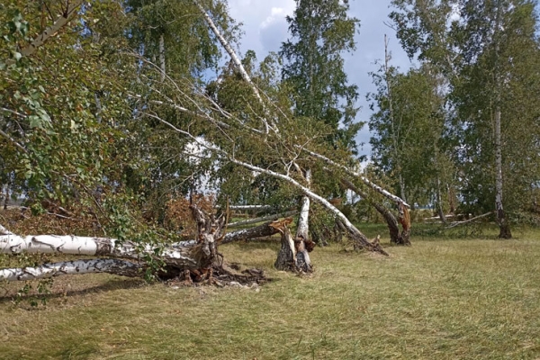 Более 2 тысяч деревьев повалил ураган в Карасукском районе