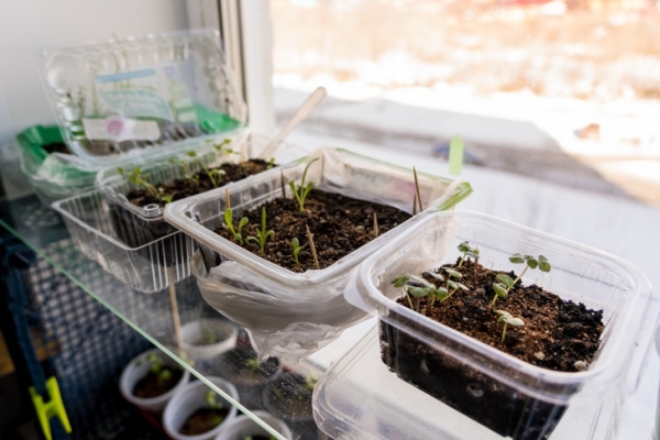 Агроном Шубина назвала новосибирцам простой рецепт спасения рассады