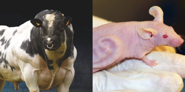 5 настоящих животных-мутантов, которые были созданы людьми - Hi-News.ru