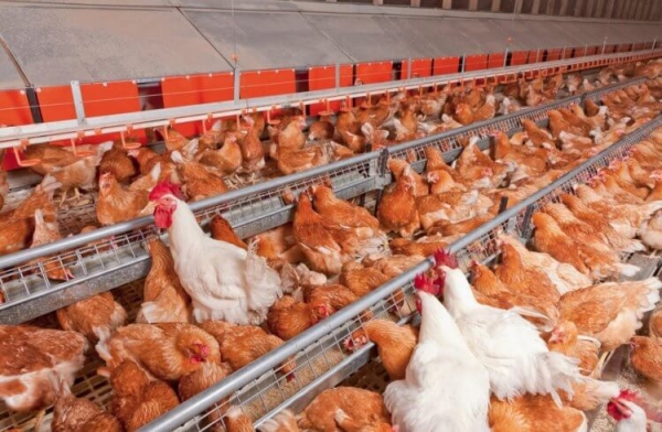 Какая «химия» содержится в курице из магазина - Hi-News.ru