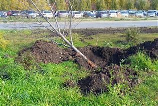 Грязные скамьи и сломанные деревья: аллея на ул. Ташкентской спустя шесть лет после реконструкции