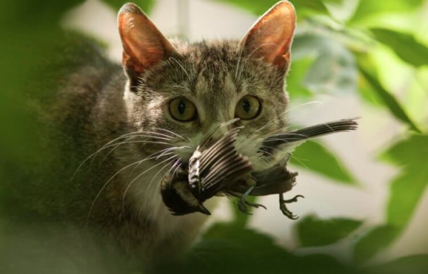 5 странностей в поведении кошек, значения которых вас точно удивят - Hi-News.ru