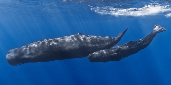 Кашалоты используют для общения сложный “алфавит” - Hi-News.ru