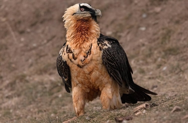 Самые брутальные птицы в мире: они красят перья в цвет крови и питаются костями - Hi-News.ru