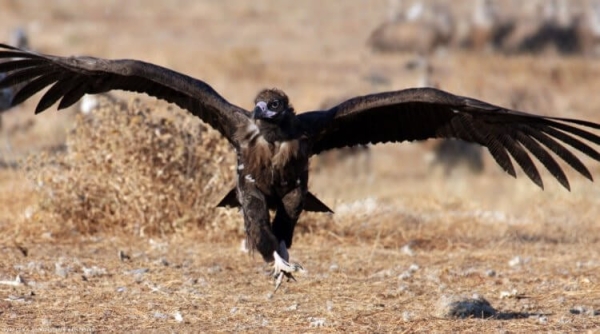 Самая большая птица в России: если вы ее увидите, будете шокированы - Hi-News.ru