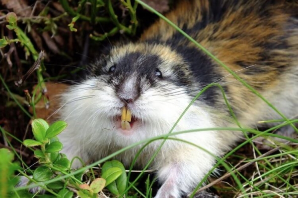 5 удивительных животных, которые живут только в России - Hi-News.ru