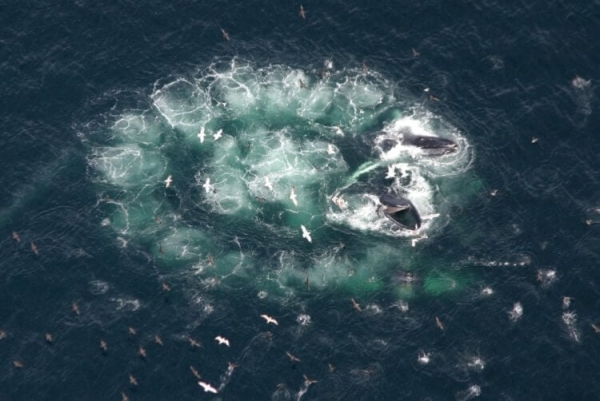 7 хитрых животных, которые охотятся с помощью гениальных ловушек - Hi-News.ru