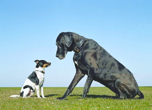 Почему крупные собаки живут меньше чем мелкие - Hi-News.ru