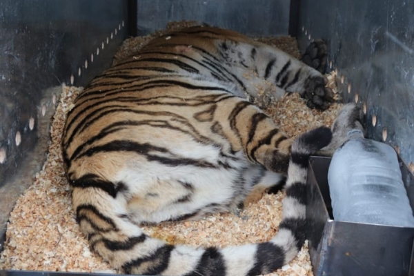 Опасную тигрицу из Хабаровского края переселили в Новосибирский зоопарк