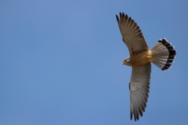 Охотники за голубями вернулись в Новосибирск после зимовки в Южной Азии