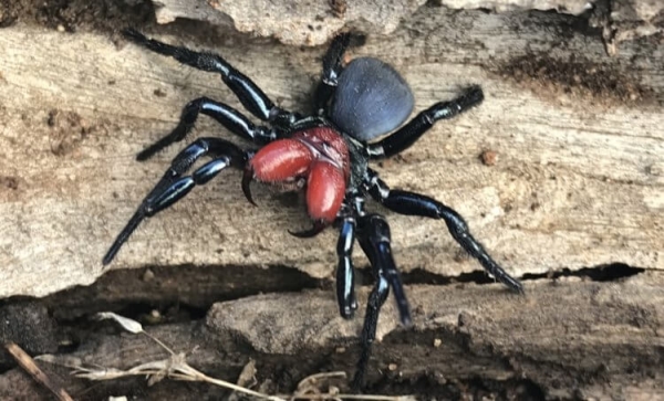 5 самых жутких пауков Австралии: вы будете в шоке от фотографий - Hi-News.ru