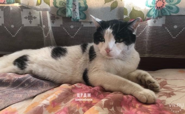  «Онжехищник»: что творят домашние животные на природе